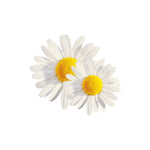 Two white daisies with yellow centered on a white background