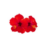 Two red hibiscus flowers with yellow centers on a white background
